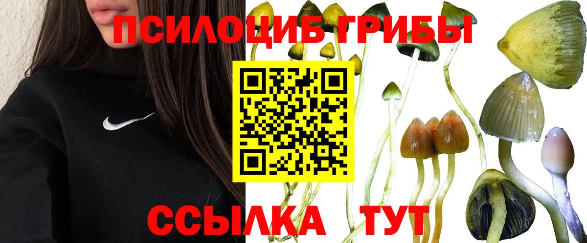 Железноводск  Псилоцибиновые грибы Psilocybine cubensis  Вход с VPN 